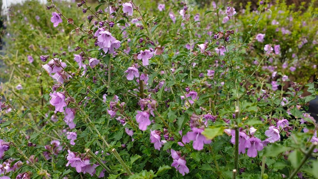 Close up of a native thyme plant with clusters of small pink flowers.