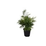 250mm Parlour Palm - Chamaedorea elegans
