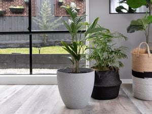 DIY Advice Image - How to pot a plant. G Drive blob storage upload.