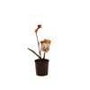 140mm Anigozanthos Bush Surprise