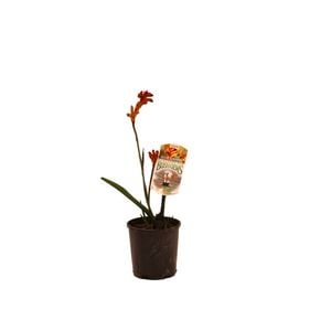140mm Anigozanthos Bush Surprise