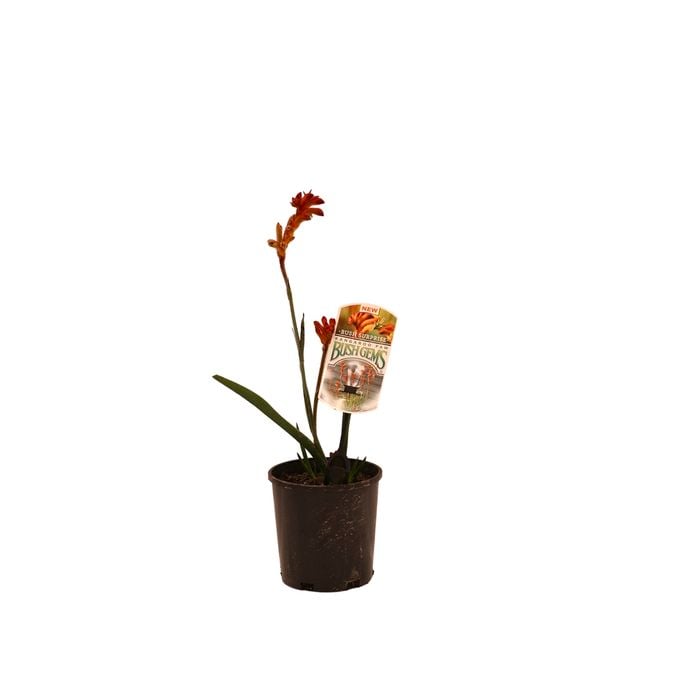 140mm Anigozanthos Bush Surprise