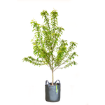 45L Crab Apple Sugar Tyme - Malus sutyzam Sugar Tyme