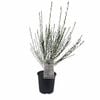 170mm Ornamental Broom 'Raspberry Ripple' - Cytisus
