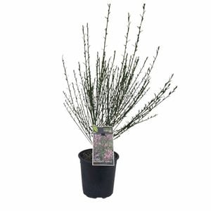 170mm Ornamental Broom 'Raspberry Ripple' - Cytisus