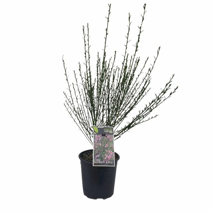170mm Ornamental Broom 'Raspberry Ripple' - Cytisus