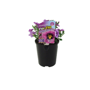1.5L Calibrachoa Can - Can Bumble Bee Blue - Calibrachoa hybrida
