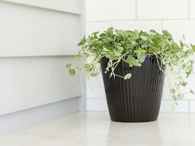 Borralheira
  18cm Black Cos Bar Indoor Plant Pot 0428716