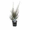 170 mm Leptospermum Snow Flurry
