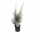 170 mm Leptospermum Snow Flurry