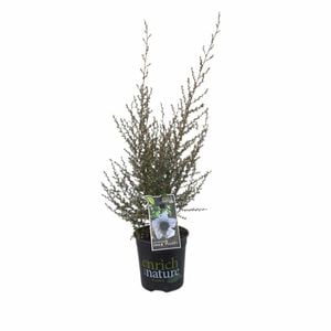 170 mm Leptospermum Snow Flurry