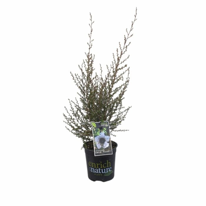 170 mm Leptospermum Snow Flurry