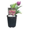 125mm Tulip - Tulip x hybrida