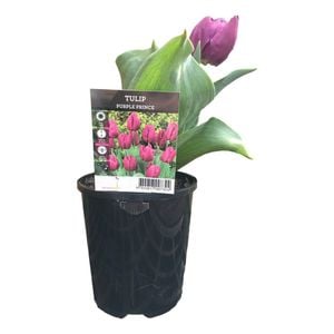 125mm Tulip - Tulip x hybrida