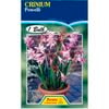 Crinium powelli Lily