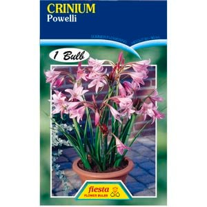 Crinium powelli Lily