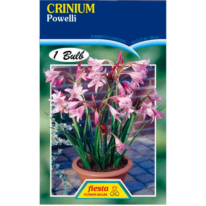 Crinium powelli Lily