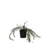 140mm Grevillea Mini Marvel