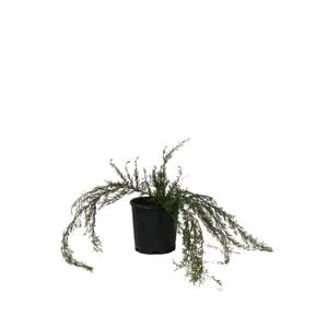 140mm Grevillea Mini Marvel