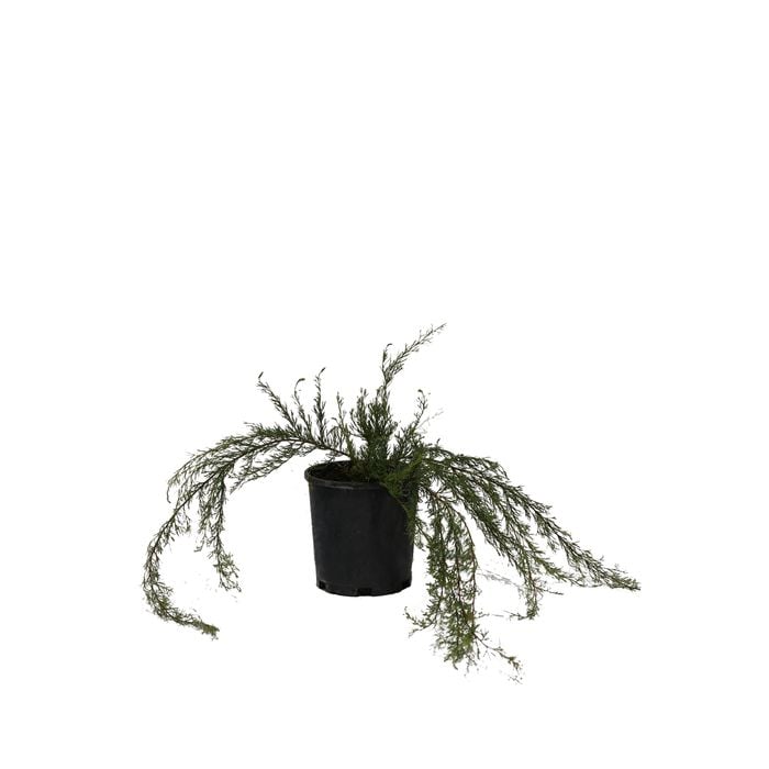140mm Grevillea Mini Marvel
