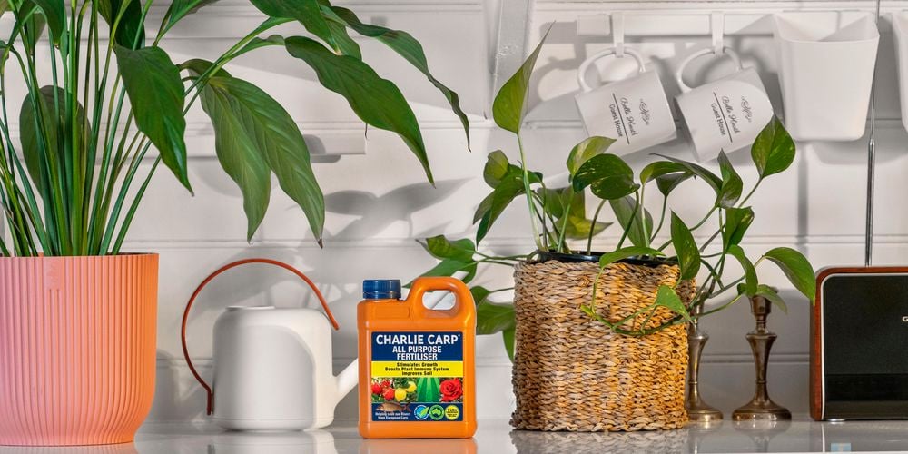 Charlie
  Carp All Purpose 1L Indoor 3018567