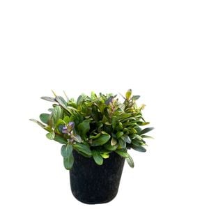 140mm Chocolate Chip - Ajuga reptans