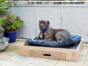 DIY Step Image - How to make a D.I.Y. dog bed . Blob storage upload.