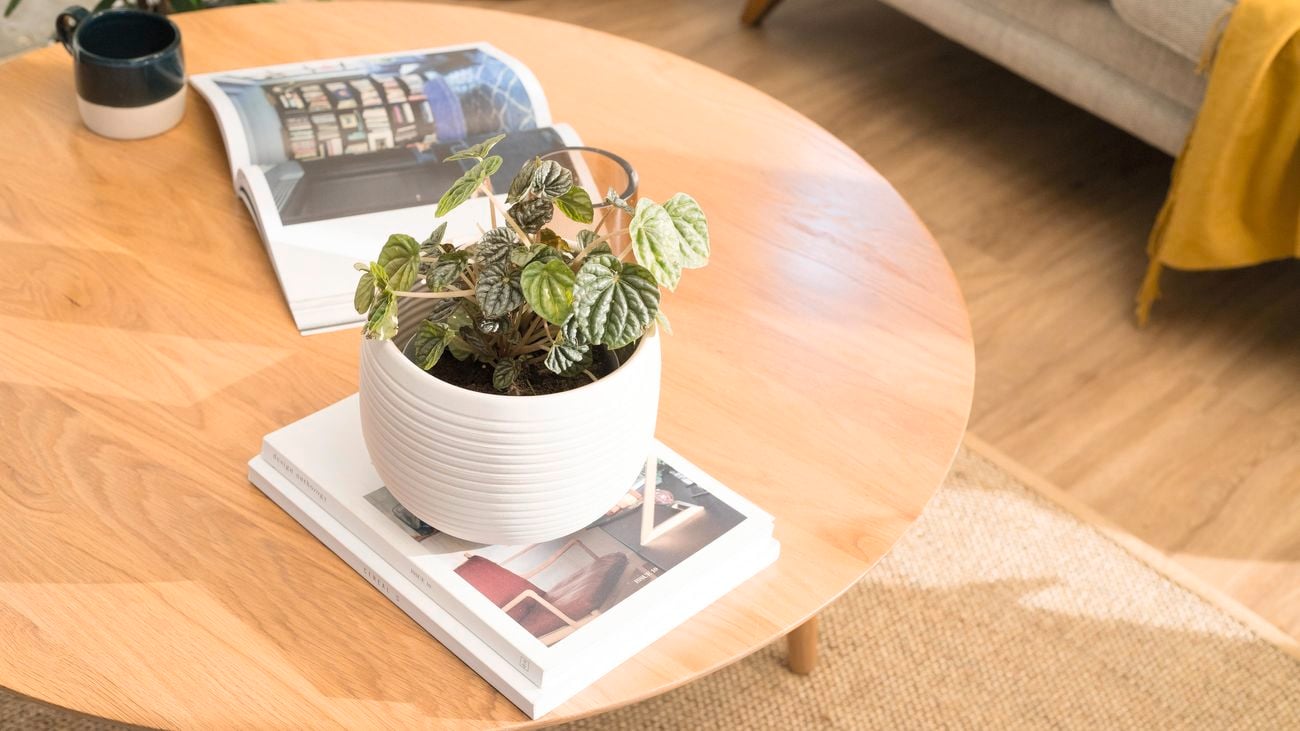 Open magazine, mug and potted plant on a round wooden coffee table