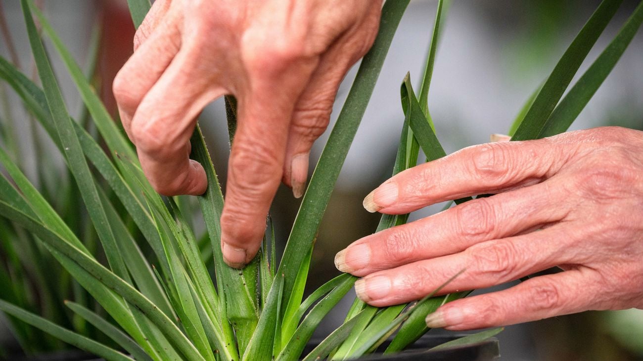 Keep your Kangaroo Paw aphid-free