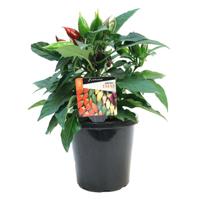150mm Chilli Bite Thai - Capsicum annuum var. fasciculatum