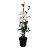 2L Camellia Setsugekka - Camellia sasanqua