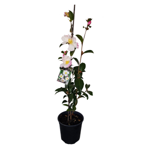 2L Camellia Setsugekka - Camellia sasanqua