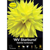 Yarra Valley Bulbs WV Starburst - 1 Pack