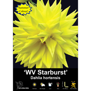 Yarra Valley Bulbs WV Starburst - 1 Pack