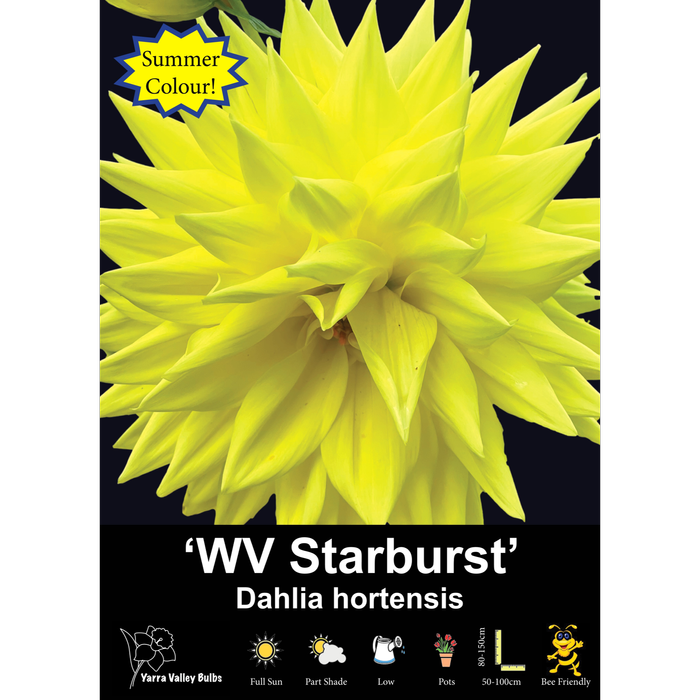 Yarra Valley Bulbs WV Starburst - 1 Pack