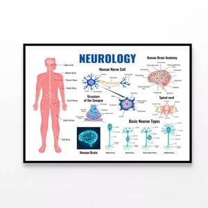 Neurology And Human Brain Set Illustration  Print 100% Australian Made 120x90cm  (Poster)