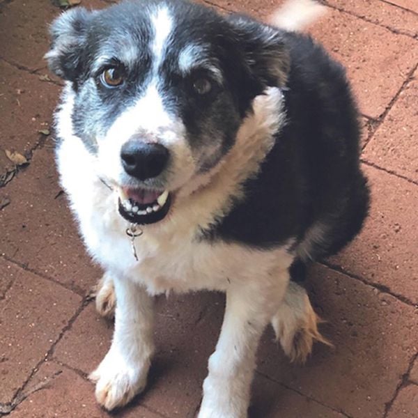 Asha the border collie.