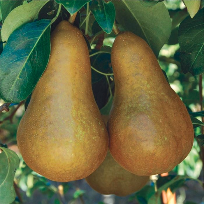 Bagged Pyrus Beurre Bosc Pear