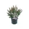 350mm Leptospermum Cygnus - Leptospermum scoparium x rotundifolium