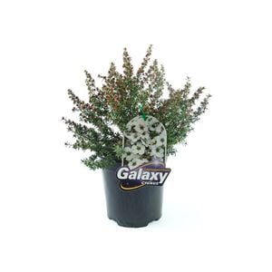350mm Leptospermum Cygnus - Leptospermum scoparium x rotundifolium