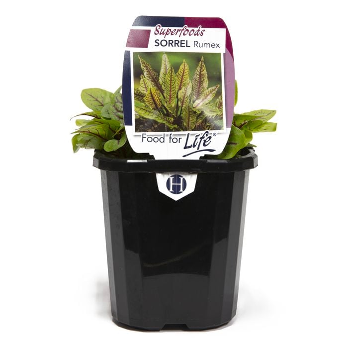 95mm Sorrel Rumex - Rumex sanguineus