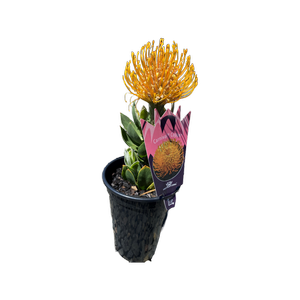 200mm Carnival Copper - Leucospermum cordifolium