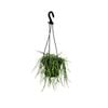 150mm Mistletoe Cacti - Rhipsalis Assorted Hanging Basket