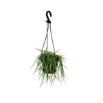 150mm Cacti Assorted Hanging Basket - Rhipsalis