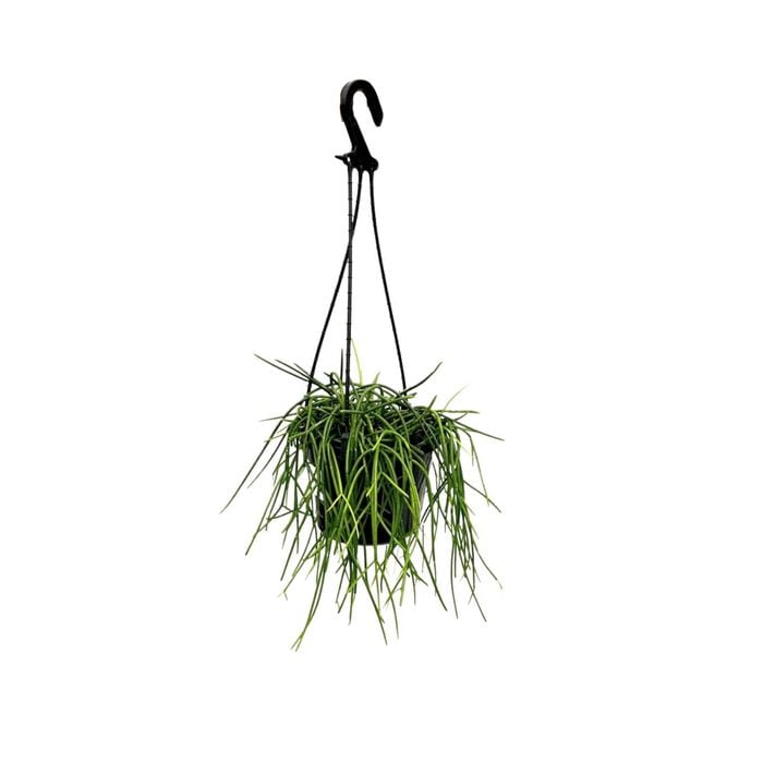 150mm Mistletoe Cacti - Rhipsalis Assorted Hanging Basket