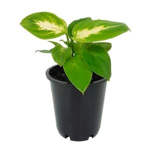 70mm Camille - Dieffenbachia maculata