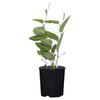 200mm Hardenbergia Happy Wanderer