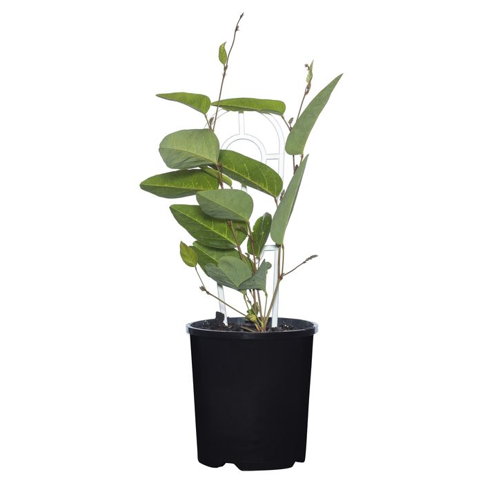 200mm Hardenbergia Happy Wanderer