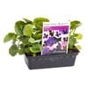 Pansy Berry Big Punnet - Viola x wittrockiana