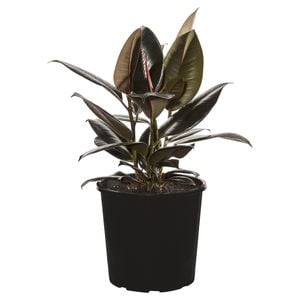 200mm Rubber Plant - Ficus elastica Burgundy
